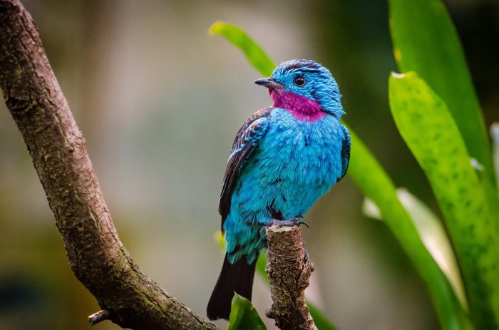 Cotinga oppskrifter: en reise gjennom tropiske smaker og unike ingredienser