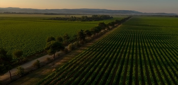 Sella E Mosca Omvisning, Utforsk Vinens Verden Med En Omvisning På Sella E Mosca – En Smakfull Reise Gjennom Italias Beste Viner!